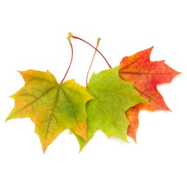 renkli sonbahar akçaağaç yaprağı 