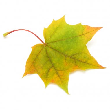 renkli sonbahar akçaağaç yaprağı 