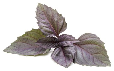 taze kırmızı fesleğen bitki 