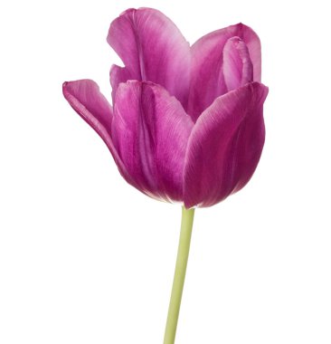 Lila Lale çiçek kafa