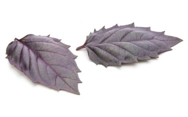 taze kırmızı fesleğen bitki 