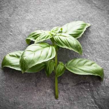 Siyah taş içinde fesleğen yaprakları 