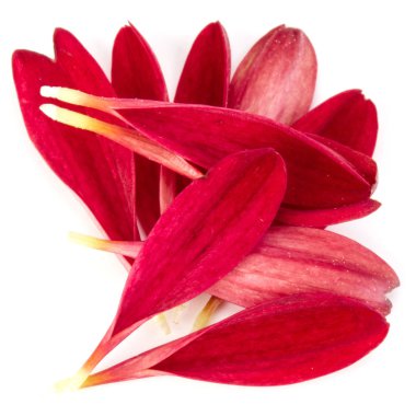 Kırmızı krizantem çiçek yaprakları 