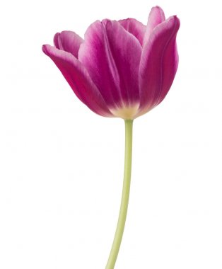 Lila Lale çiçek kafa 