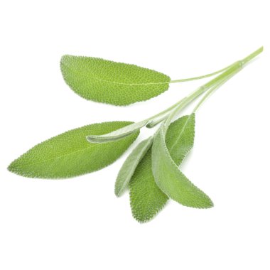 Adaçayı izole bırakır 