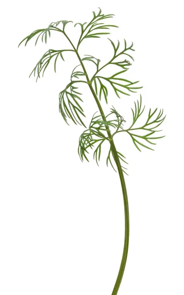 Branch of fresh green dill — Stock Photo, Image