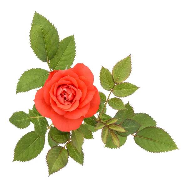 Eine orange Rosenblüte mit Blättern — Stockfoto