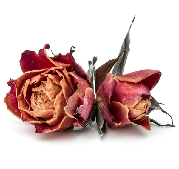 Gedroogde rose bloem-hoofd — Stockfoto