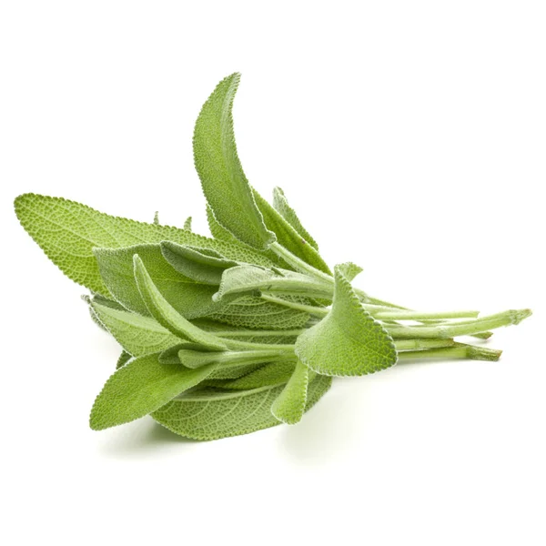 Salvia ört lämnar bukett — Stockfoto