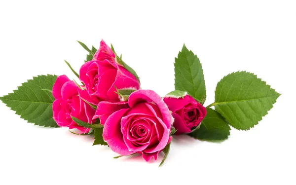 Růžová růže květu — Stock fotografie