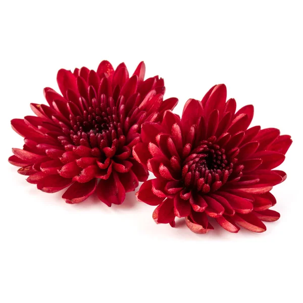 Fleur de chrysanthème rouge — Photo