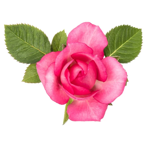 Uma rosa rosa flor com folhas — Fotografia de Stock
