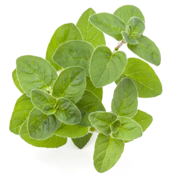 Oregano or marjoram leaves Stock Photo by ©natika 170678314
