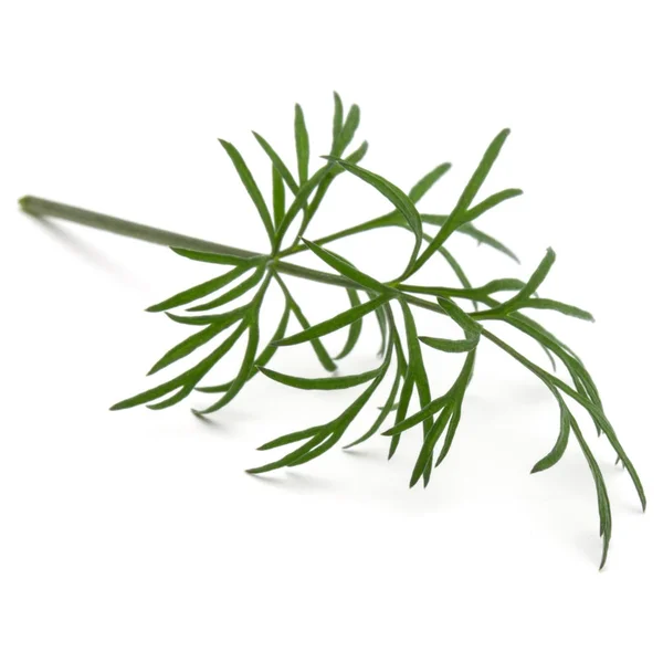 Zweig frischer grüner Dill — Stockfoto