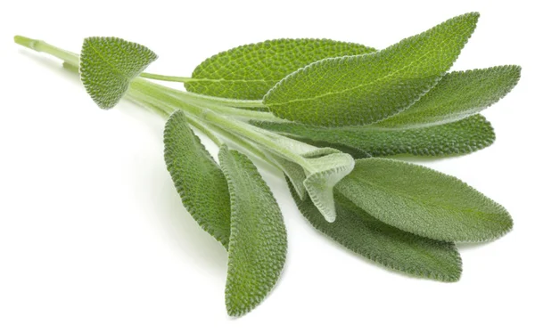 Sage herb leaves  bouquet — Stock Photo, Image