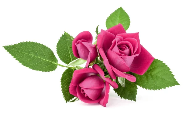 Różowy kwiat róża bukiet — Zdjęcie stockowe
