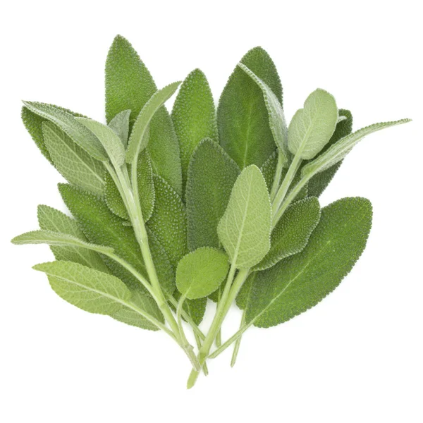 Sage leaves isolated — Stock Photo, Image