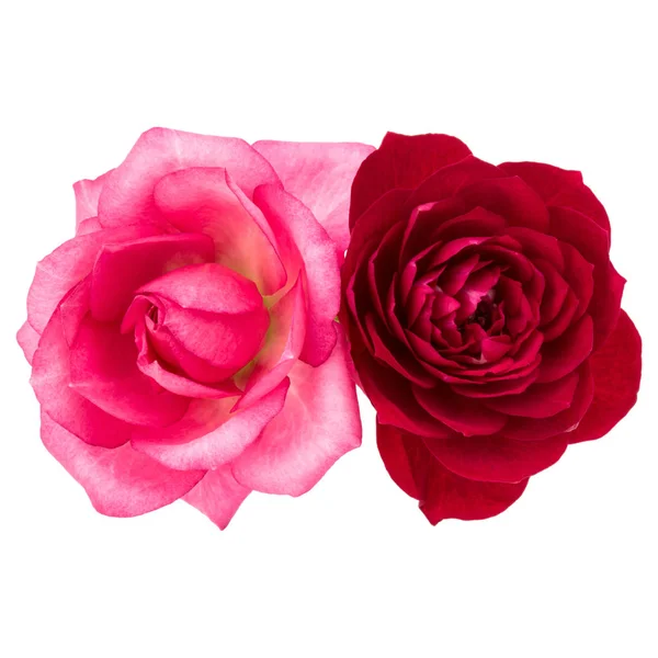 Dvě červené a růžové květy růže — Stock fotografie