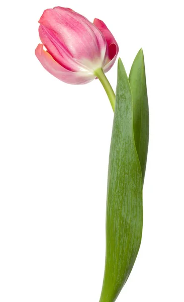 Uma flor de tulipa rosa — Fotografia de Stock