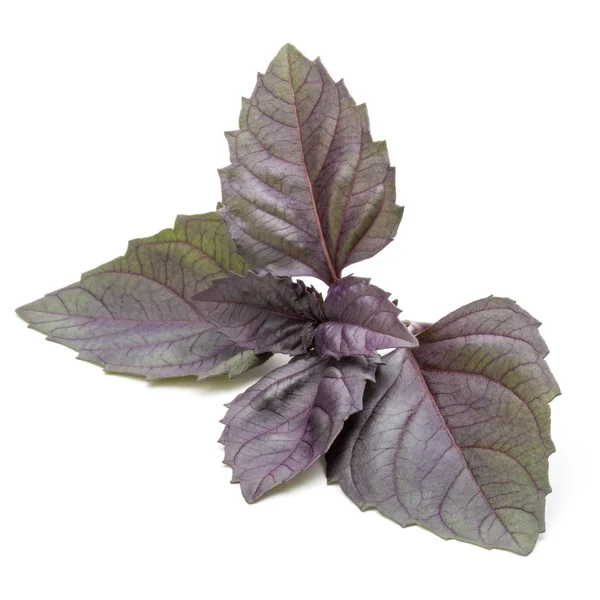 Folhas de manjericão vermelho fresco erva — Fotografia de Stock