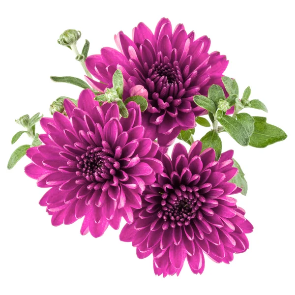Flieder-Chrysanthemenblüte — Stockfoto