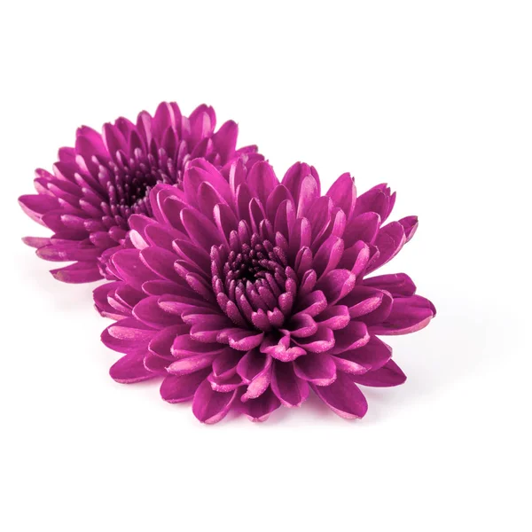 Lilac chrysanthemum flower — Stock Photo, Image