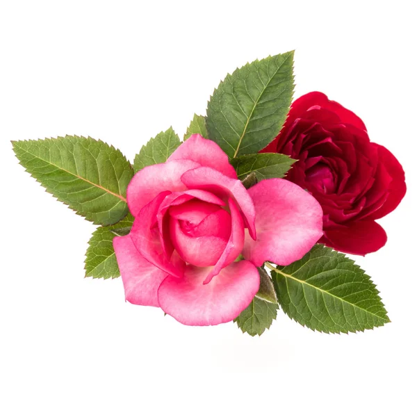 Дві червоні та рожеві троянди — стокове фото