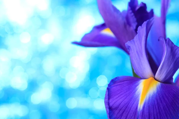 Belles fleurs iris bleu — Photo