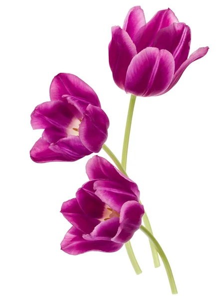 Tre lila tulpan blommor — Stockfoto