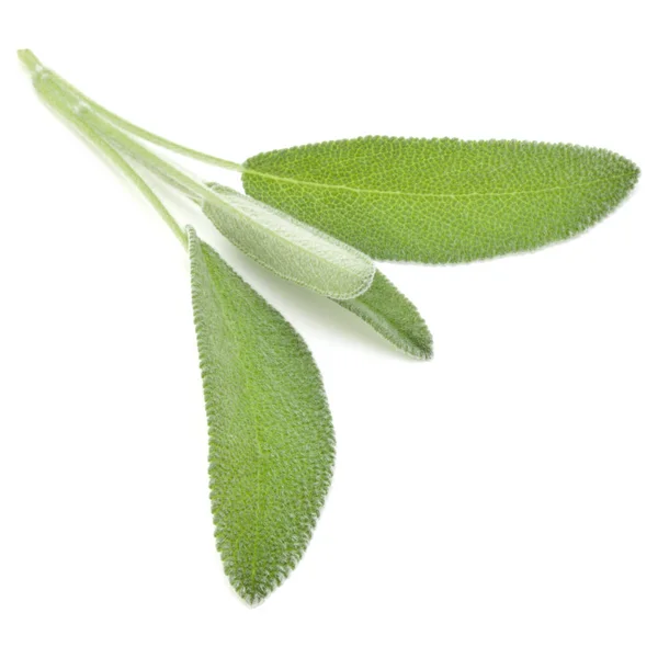 Sage leaves isolated — Stock Photo, Image