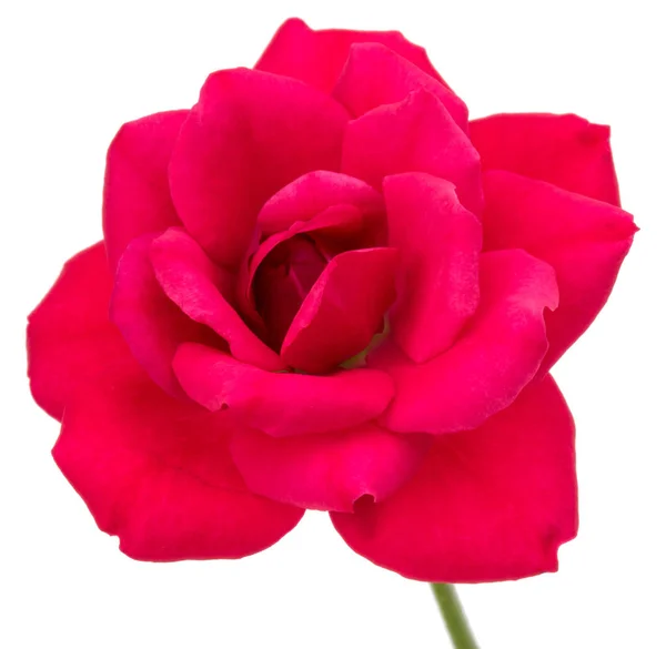 Jedna červená růže květu — Stock fotografie