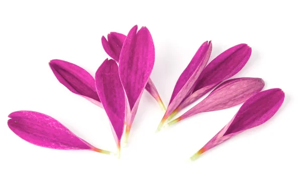 Lilac chrysanthemum flower petals — Stock Photo, Image