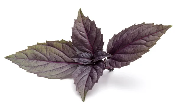 신선한 붉은 바 질 허브 잎 — 스톡 사진