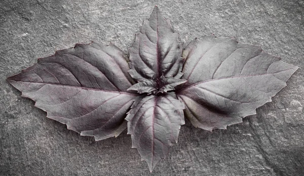 Feuilles de basilic rouge — Photo