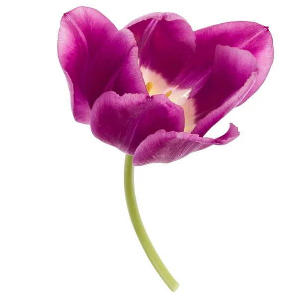 Uma flor de tulipa lilás — Fotografia de Stock