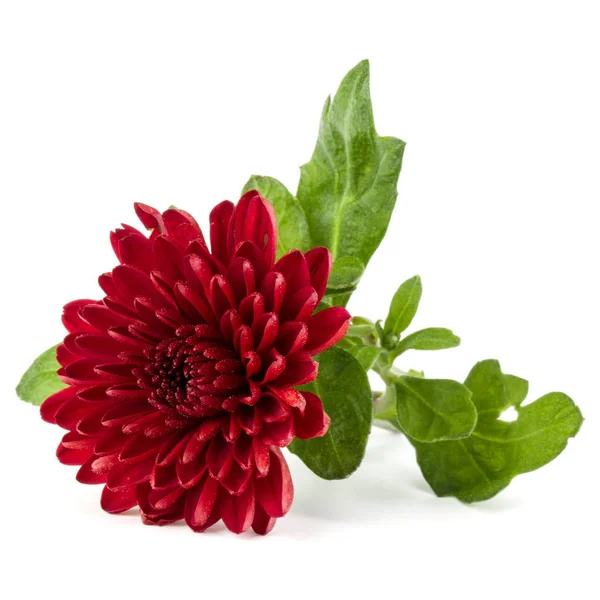 Fleur de chrysanthème rouge — Photo