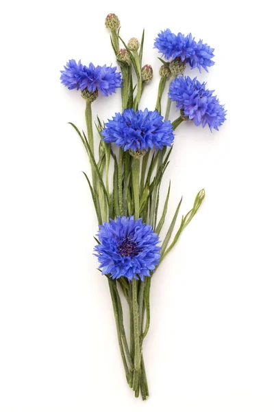 Kék Búzavirág gyógynövény — Stock Fotó