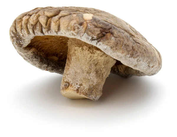 Shiitake mantar kurutulmuş — Stok fotoğraf