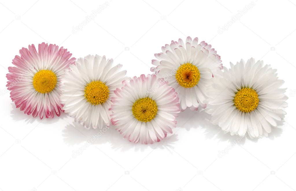 Beautiful daisy flowers