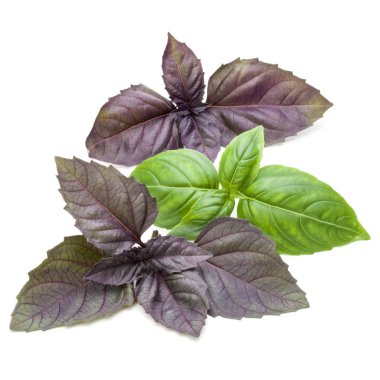 Taze yeşil Studio atış kapatın ve kırmızı fesleğen bitki yaprakları 