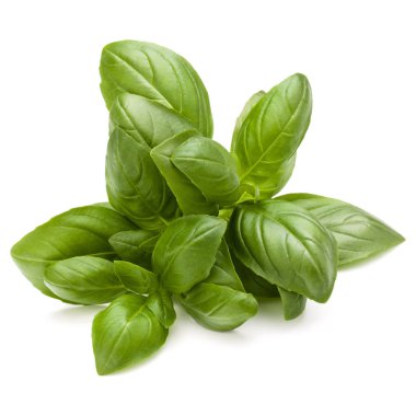 Fesleğen bitki yaprakları  