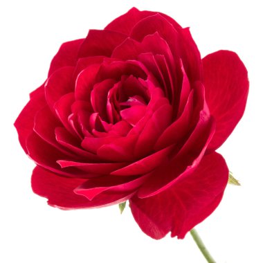 bir kırmızı gül çiçek  