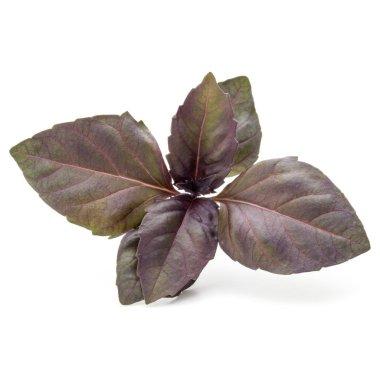 Taze kırmızı fesleğen bitki yaprakları stüdyo çekim kadar kapatın 