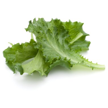 Taze yeşil hindiba salata yaprağı Studio atış kapatın 