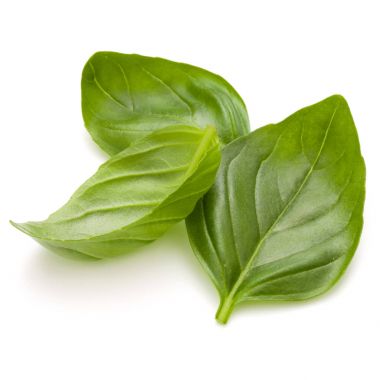 Fesleğen bitki yaprakları