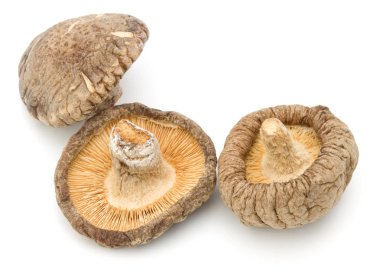 shiitake mantar kurutulmuş