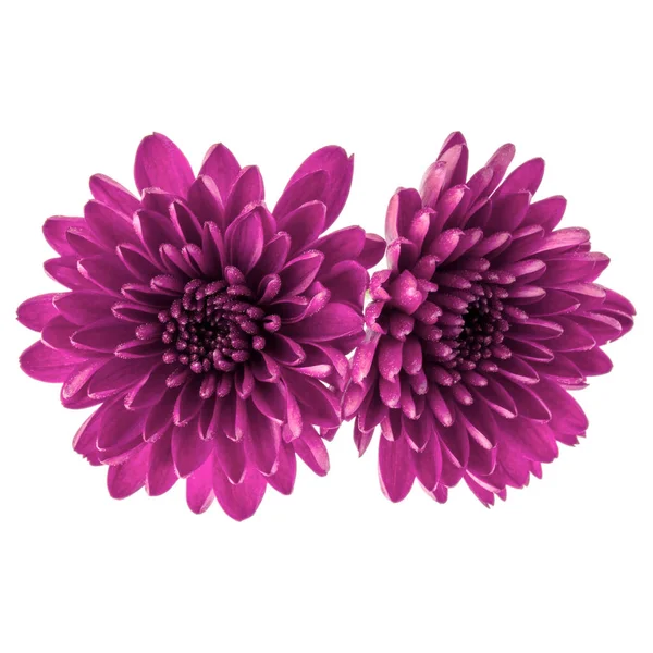 Lila krysantemum blommor — Stockfoto