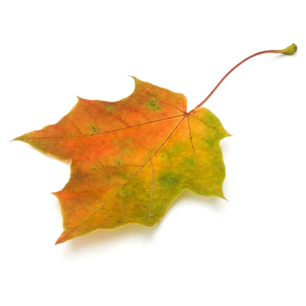 Farbenfrohes Herbst-Ahornblatt — Stockfoto
