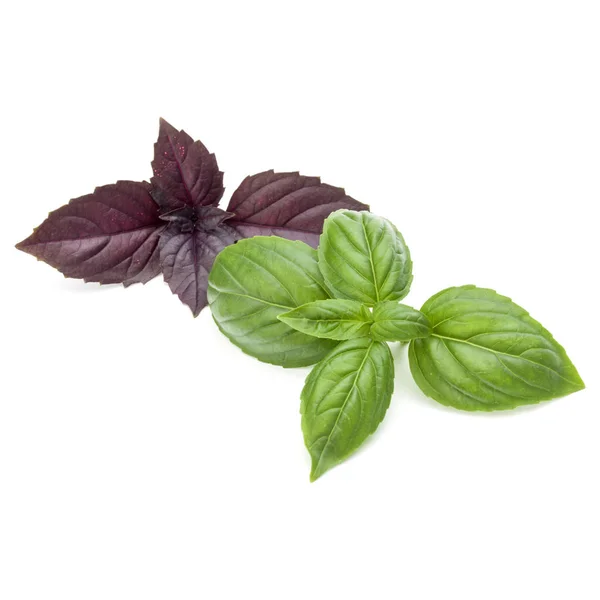 Close up studio shot of fresh green and red basil — Stock Photo, Image
