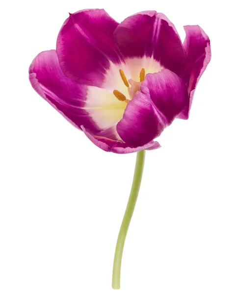 Un fiore di tulipano lilla — Foto Stock